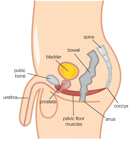 An illustration of the male pelvic anatomy
